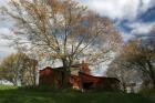 Early Spring Tree Barn