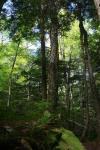 Green Forest Vertical