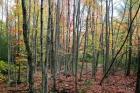 Grey Tree Stand Autumn