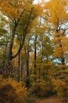 Inwood Park Fall Vertical