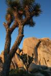 Joshua Tree Vertical