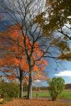 Late Fall Mailbox Vertical