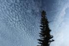 Lone Cedar Sky