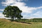 Lone Tree And Field