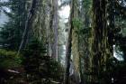 Mt. Rainier Forest