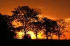 Orange Sunrise Treeline