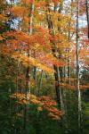 Orange Yellow Fall Vertical 9840