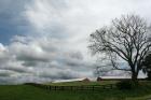 Paddock Tree 8965