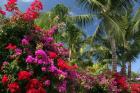 Palm Bougainvillea 9280