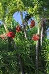 Palm Fruit Vertical