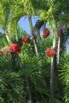 Palm Fruit Vertical