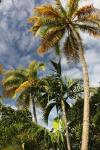 Palms Sky Vertical