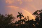 Rainbow Palms