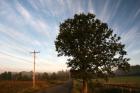 Tree Pole Road Sky 3329