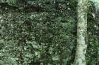 Tree Trunk Rock Wall