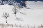 Winter Field Silhouettes