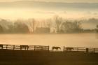 Blue Chip Horse Farm Golden Morning