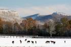 Early Snow Horse Paddock