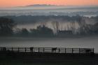 Horse Farm Rose Dawn
