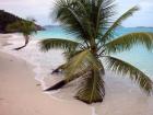 Palms Growing In Sand