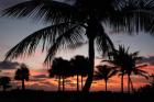 Pre Dawn Tropical Trees