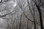 Snow Covered Trees Apartments