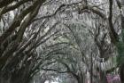 Spainish Moss Live Oak Arch