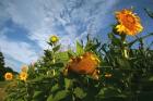 Sunflower Sky