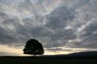 Sunset Silhouette Tree