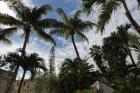 Tropical Trees Rooftops