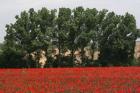 Tuscan Treeline Poppies