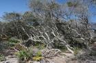 Windblown Shore Trees