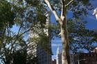 Flatiron Building With Trees