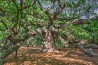 Angel Oak