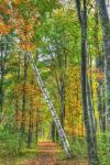 Birch Over The Trail