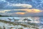 Ibis At Sunrise