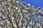 May Buds And Sky