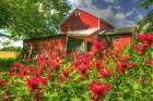 Monarda And Red Barn