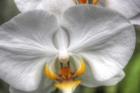 Orchid Detail