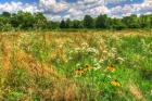 Painted Daisy Meadow