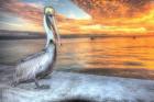 Pelican And Fire Sky