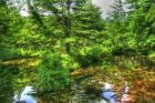 Pine Pond Reflection