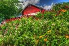 Red Barn And Flowers