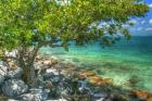 Rocky Shore Tree