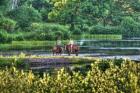 Tillson Pond Riders