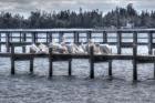White Pelicans And Piers