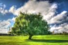 1,000 Islands Tree