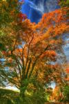 Autumn Borden Road Vertical