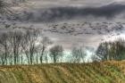 Autumn Grey Sky And Geese