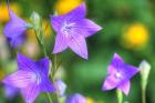 Balloon Flowers